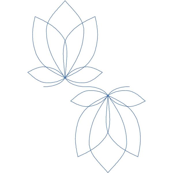 Lotus Reflections