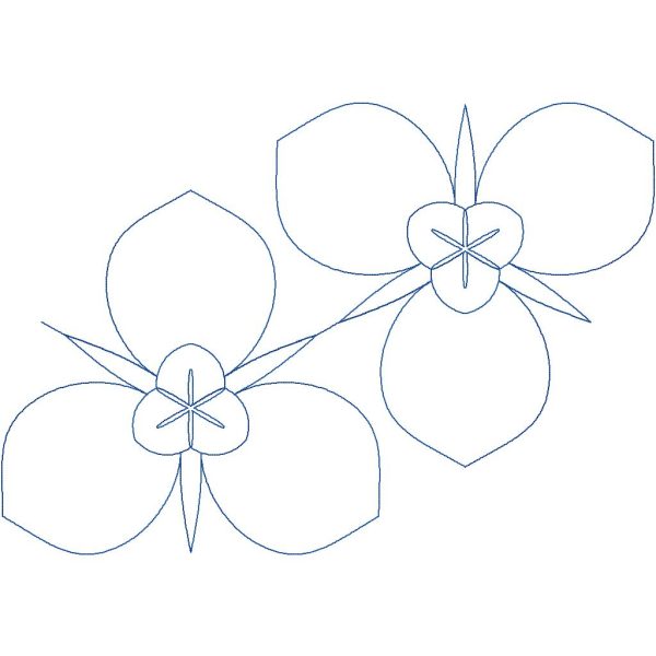 Sego Lily